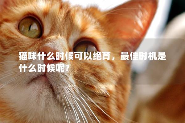 貓咪什么時候可以絕育，最佳時機是什么時候呢？
