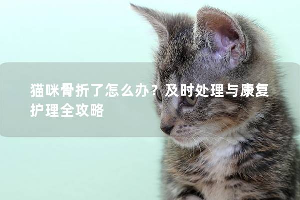 貓咪骨折了怎么辦？及時處理與康復護理全攻略