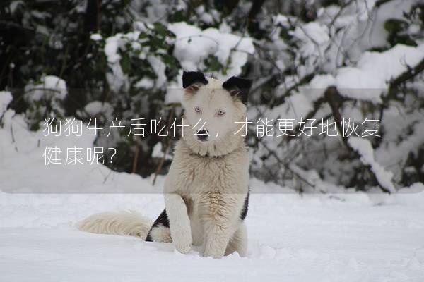 狗狗生產后吃什么，才能更好地恢復健康呢？