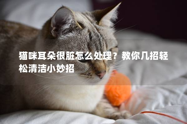 貓咪耳朵很臟怎么處理？教你幾招輕松清潔小妙招