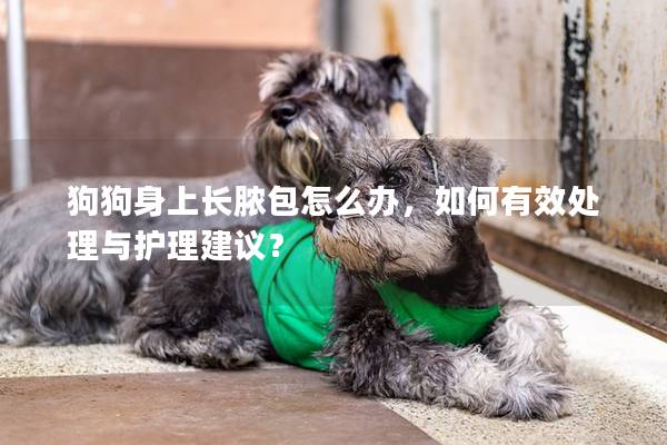 狗狗身上長膿包怎么辦，如何有效處理與護(hù)理建議？
