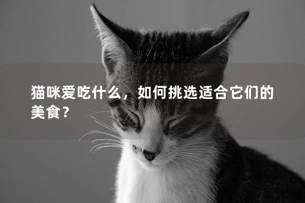 貓咪愛吃什么，如何挑選適合它們的美食？