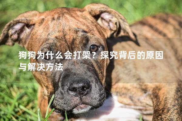 狗狗為什么會打架？探究背后的原因與解決方法