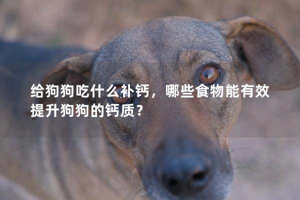 給狗狗吃什么補鈣，哪些食物能有效提升狗狗的鈣質？