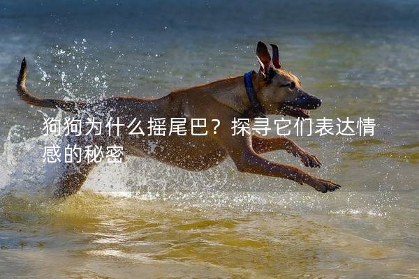 狗狗為什么搖尾巴？探尋它們表達(dá)情感的秘密