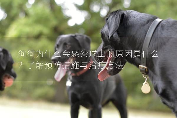 狗狗為什么會感染球蟲的原因是什么？了解預(yù)防措施與治療方法