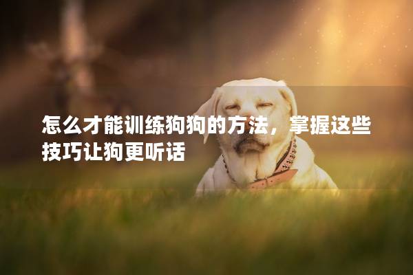 怎么才能訓(xùn)練狗狗的方法，掌握這些技巧讓狗更聽話