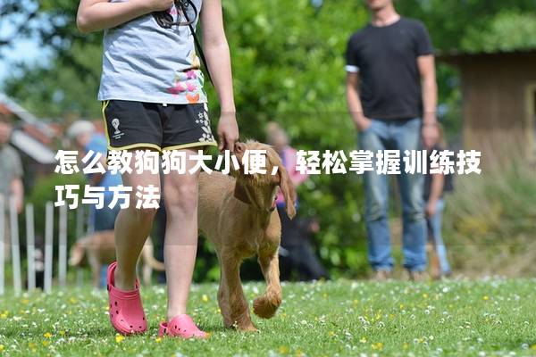 怎么教狗狗大小便，輕松掌握訓(xùn)練技巧與方法