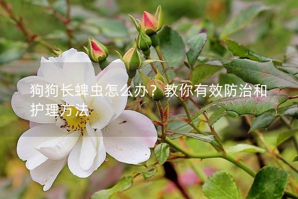 狗狗長蜱蟲怎么辦？教你有效防治和護理方法