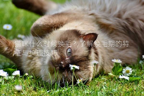 貓咪什么時候換毛？了解換毛期的特征與護理技巧