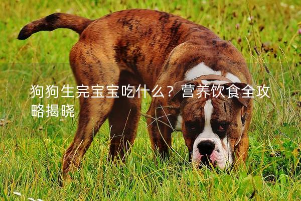 狗狗生完寶寶吃什么？營養飲食全攻略揭曉