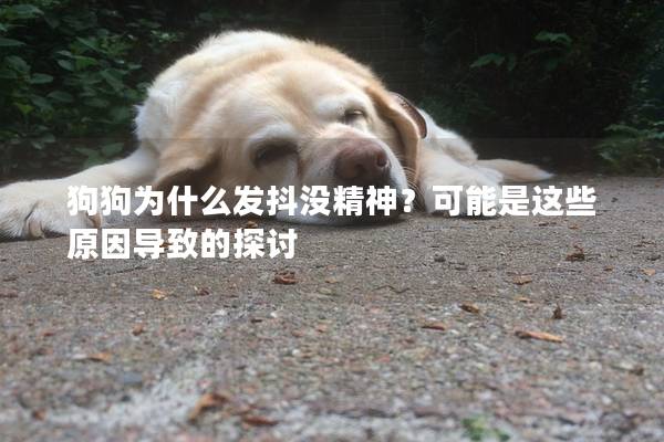狗狗為什么發抖沒精神？可能是這些原因導致的探討