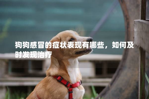 狗狗感冒的癥狀表現有哪些,如何及時發現治療 狗狗感冒的癥狀表現有哪些,如何及時發現治療