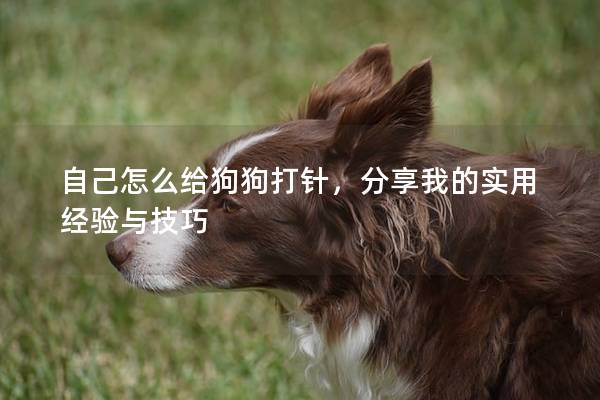 自己怎么給狗狗打針，分享我的實用經(jīng)驗與技巧
