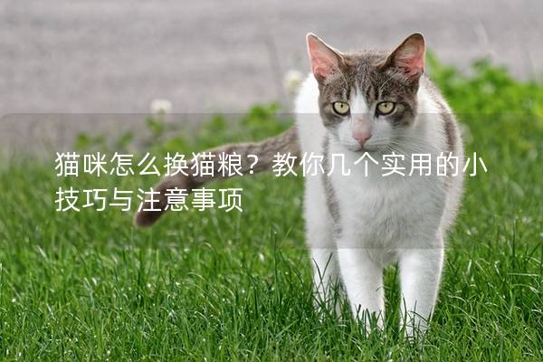 貓咪怎么換貓糧？教你幾個實用的小技巧與注意事項