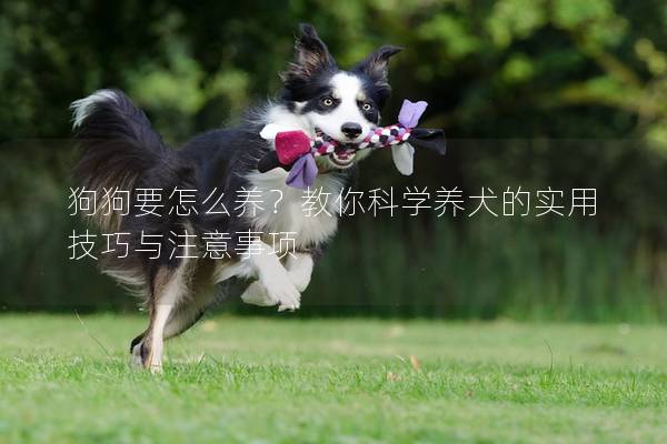 狗狗要怎么養？教你科學養犬的實用技巧與注意事項