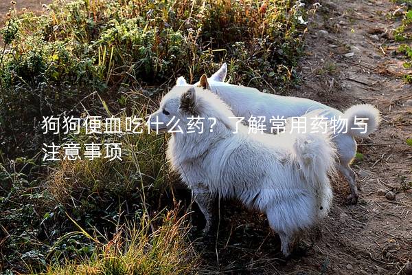狗狗便血吃什么藥?了解常用藥物與注意事項(xiàng) 狗狗便血吃什么藥?了解常用藥物與注意事項(xiàng)