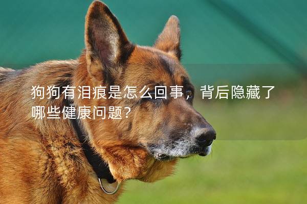 狗狗有淚痕是怎么回事，背后隱藏了哪些健康問題？