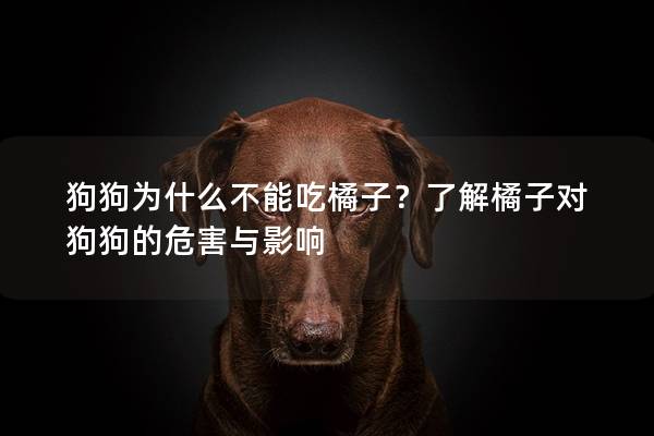 狗狗為什么不能吃橘子?了解橘子對狗狗的危害與影響 狗狗為什么不能吃橘子?了解橘子對狗狗的危害與影響
