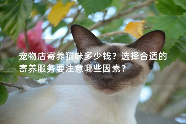 寵物店寄養(yǎng)貓咪多少錢？選擇合適的寄養(yǎng)服務(wù)要注意哪些因素？