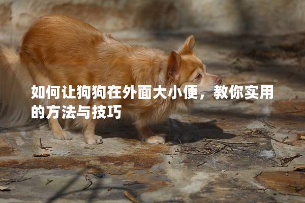 如何讓狗狗在外面大小便，教你實用的方法與技巧