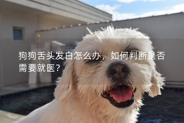狗狗舌頭發(fā)白怎么辦，如何判斷是否需要就醫(yī)？