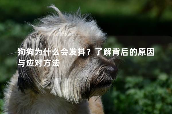 狗狗為什么會發(fā)抖?了解背后的原因與應(yīng)對方法 狗狗為什么會發(fā)抖?了解背后的原因與應(yīng)對方法