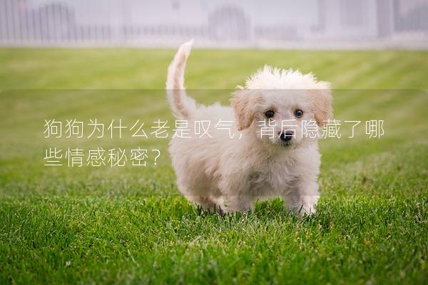 狗狗為什么老是嘆氣，背后隱藏了哪些情感秘密？