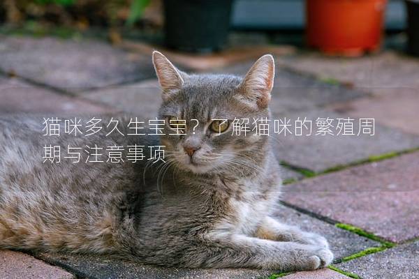 貓咪多久生寶寶？了解貓咪的繁殖周期與注意事項