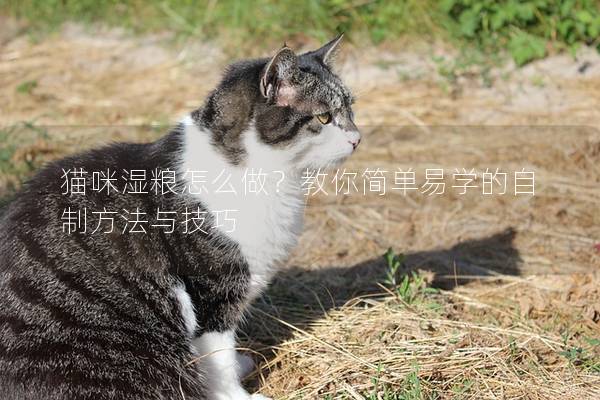 貓咪濕糧怎么做？教你簡(jiǎn)單易學(xué)的自制方法與技巧