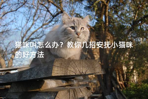 貓咪叫怎么辦？教你幾招安撫小貓咪的好方法