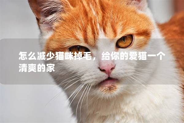 怎么減少貓咪掉毛，給你的愛貓一個清爽的家