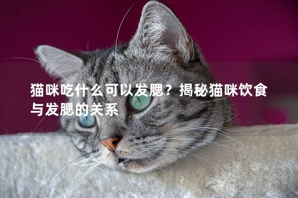 貓咪吃什么可以發腮？揭秘貓咪飲食與發腮的關系