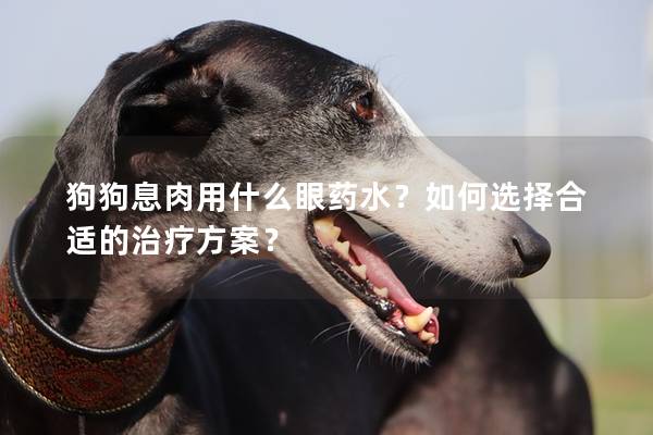 狗狗息肉用什么眼藥水？如何選擇合適的治療方案？