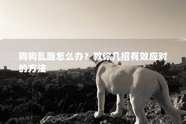 狗狗亂跑怎么辦?教你幾招有效應對的方法 狗狗亂跑怎么辦?教你幾招有效應對的方法