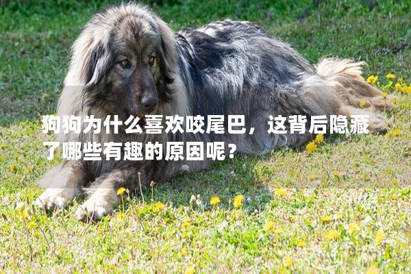 狗狗為什么喜歡咬尾巴，這背后隱藏了哪些有趣的原因呢？