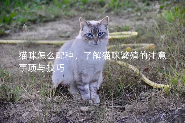 貓咪怎么配種，了解貓咪繁殖的注意事項與技巧