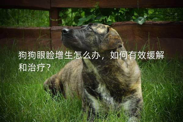 狗狗眼瞼增生怎么辦，如何有效緩解和治療？