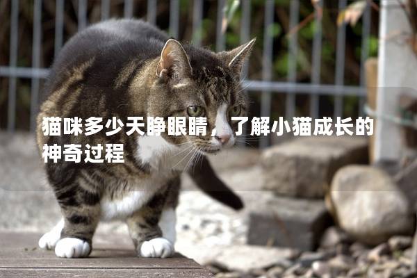 貓咪多少天睜眼睛，了解小貓成長的神奇過程