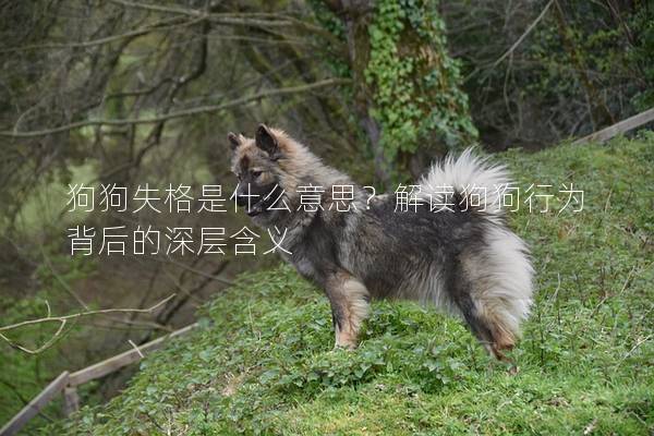狗狗失格是什么意思？解讀狗狗行為背后的深層含義