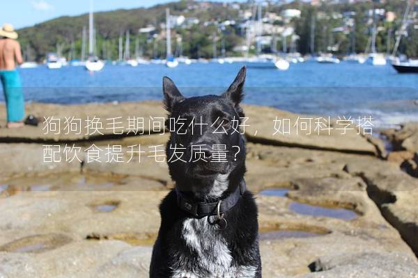 狗狗換毛期間吃什么好，如何科學(xué)搭配飲食提升毛發(fā)質(zhì)量？