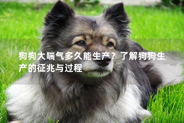 狗狗大喘氣多久能生產(chǎn)？了解狗狗生產(chǎn)的征兆與過程