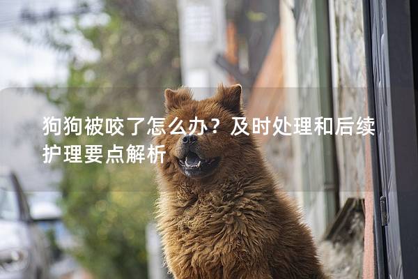 狗狗被咬了怎么辦？及時(shí)處理和后續(xù)護(hù)理要點(diǎn)解析