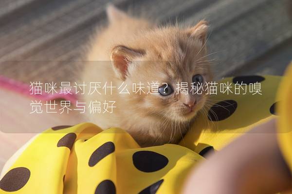 貓咪最討厭什么味道？揭秘貓咪的嗅覺世界與偏好