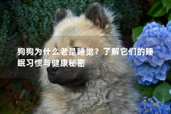 狗狗為什么老是睡覺？了解它們的睡眠習慣與健康秘密
