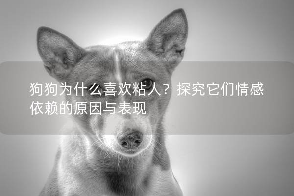 狗狗為什么喜歡粘人？探究它們情感依賴的原因與表現