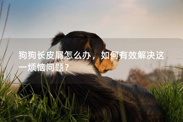 狗狗長皮屑怎么辦，如何有效解決這一煩惱問題？