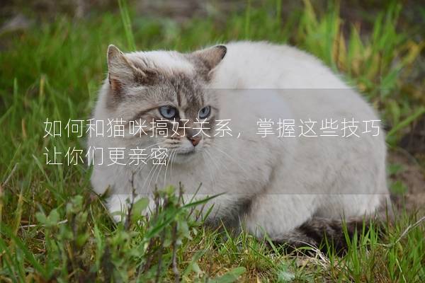 如何和貓咪搞好關系，掌握這些技巧讓你們更親密
