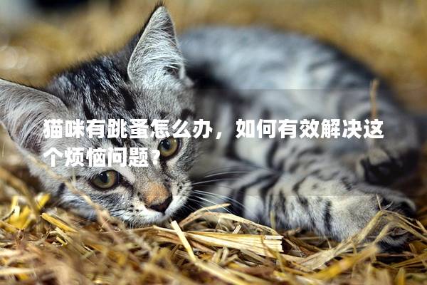 貓咪有跳蚤怎么辦，如何有效解決這個煩惱問題？