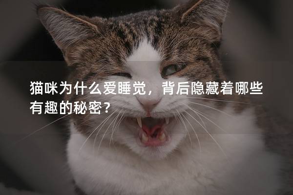 貓咪為什么愛睡覺，背后隱藏著哪些有趣的秘密？